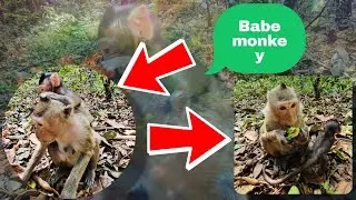 baby monkey born with birth defects