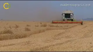 Recolección de trigo en Sevilla
