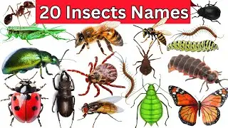 20 Insect Names | Learn Insect Names With Pictures | Kids Vocabulary