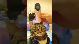 Funny cat videos. #funnycats #cutecats #petsfunnyvideos #cutecatclips #funnypets #petcatvideos