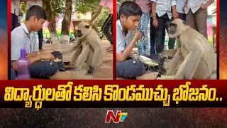 విద్యార్థులతో కొండముచ్చు భోజనం | Wild Monkey Langur Lunch With Students At Jangareddigudem | Ntv