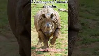 Five Endangered Animals in India