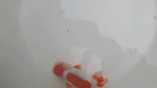海祥蘭壽 特色泰壽