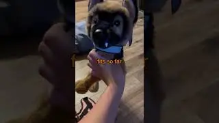 Made a harness!! #emotionalsupportstuffedanimal #essacommunity #essa #essadog #essaowner #diy
