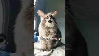 a Rare Cabbit Cat 🐰😻