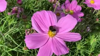 WONDERFUL MOMENT ENJOY GREAT CLASSICAL MUSIC AND VIEWS FLOWERS BUMBLEBEE