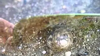 Common periwinkle - Live  ( Littorina littorea)