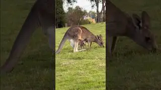Best place to spot Kangaroos in Melbourne #youtubeshorts #kangaroo #travel
