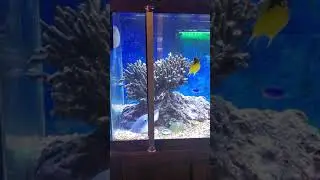 Tankmatez.com Patent Pending Remote Controlled Tank Cleaning System.