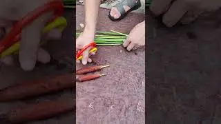 The process of cutting cattails with scissors