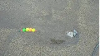 Weever Fish