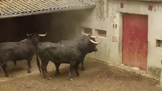Aire-sur-Adour débarquement novillos de Jacques GIRAUD