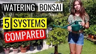 Watering Bonsai  |  How to water your bonsai trees  |  part 1