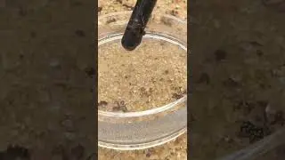 I Saved An Ant From DROWNING🌊🐜