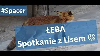 # Spacer: Łeba - spotkanie z Lisem