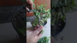 jade plant care  #gardening #jadeplant #jadeplantcare #viral #trending #gardening
