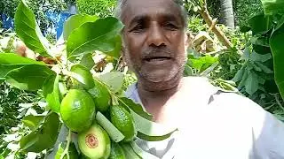 #avocado #butter fruits gujarat india #makkhan fruit trending #9825747666 #kutch