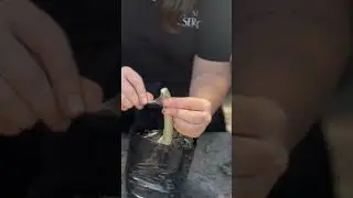 ПРИВИВКА НА РОЗУ ПУСТЫНИ 🌿