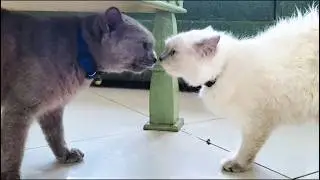 Watch This Cat's Hilarious Reaction to a Millipede