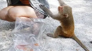 When we went to the monkey forest, interesting things happened while feeding them.