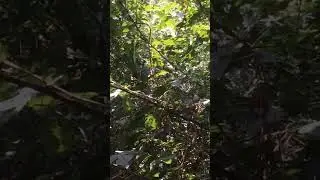 Parrot Escaped#bird