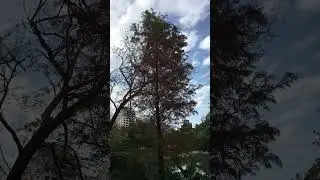 大家一起來大安森林公園逛逛走走吧👀看這幾隻落羽松，葉子都變紅色了，真是太可愛啦。