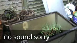 putting plants in the cold frame
