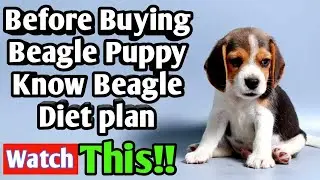 Before Buying Beagle Puppy Know Beagle Diet Plan In Hindi | Dog Tips By Doggyz Life😃😃😃