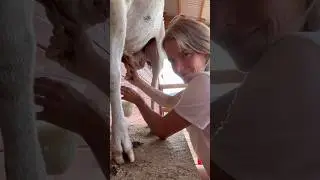 We love our milk sheep 🐑🥛❤️