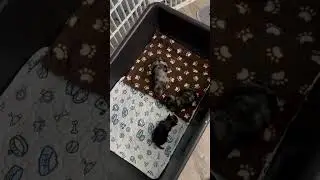 Mystique Litter DDD video 1