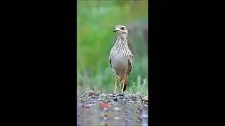 Eurasian Stone-curlew (Burhinus oedicnemus)