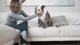 Homeschooling Basics For Your Dog