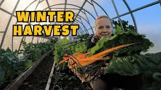 January Greenhouse Tour - What's Growing This Winter!