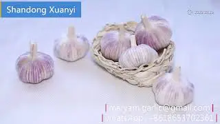 China fresh garlic, dehydrated garlic granules flakes powder & fried garlic onion plant #garlic