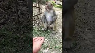 My cute monkey #song #punjabisong #love #punjabimusic #cute #childrenssong #funny #monkeysong