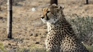 A short escape to the Klein Karoo where cheetahs roam