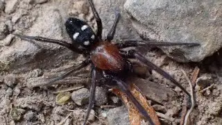 Rotskaardespin/Rock weaver (Titanoeca quadriguttata) 4K Video