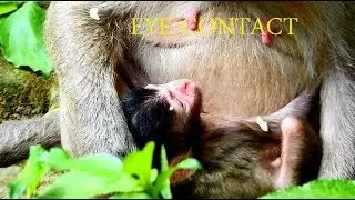 Newborn baby monkey Jilla can see a little mom Jill. She wounder by eye contact.