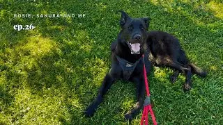 On Living Far from Everyone | A Simple Life with Rescue Dogs in Edmonton, Canada