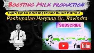 Boosting Milk Production: Expert Tips for increasing Cow and Buffalo Milk Yield
