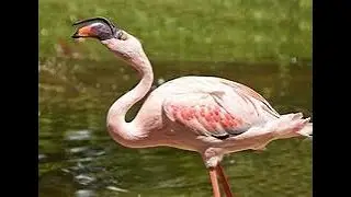 THE LESSER FLAMINGO