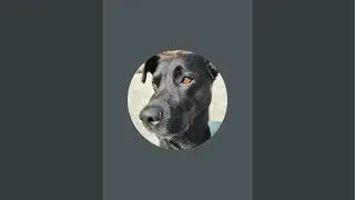 Gattu Koli is live
