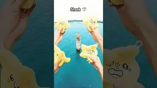 Give th Shark a Starfish 🦈#funny #shark #cute #summer #storm #fun #northsea #starfish #parkour #sea