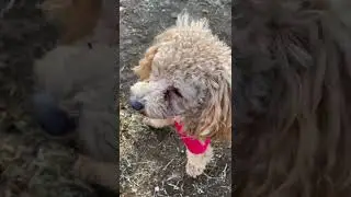 Toy Poodle Barking 3 #dog #doglover #Poodle