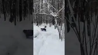 Happy dogs run and play together in the snow!