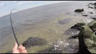 Blind Casting False Albacore on the Beach