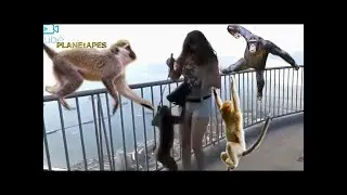 Funny Monkey Attacking Tourist