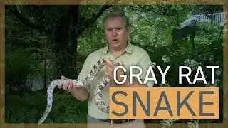 Gray Rat Snake