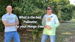 Как опылять манговые деревья!