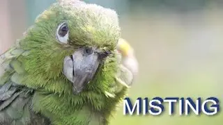 Misting Techniques For Your Companion Parrot